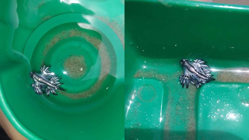 Η θάλασσα ξέβρασε τον επικίνδυνο «μπλε» δράκο – «Μην τον ακουμπήσετε», λένε οι ειδικοί (φώτο)