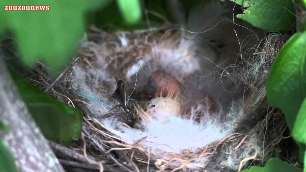 Ανατριχιαστικό: Βίντεο δείχνει «εξωγήινο» νεοσσό με λαμπερές κηλίδες στο ράμφος του (βίντεο)