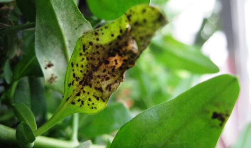 Κι όμως είναι αλήθεια: Aυτό το έντομο μπορεί να μετρήσει μέχρι το πέντε
