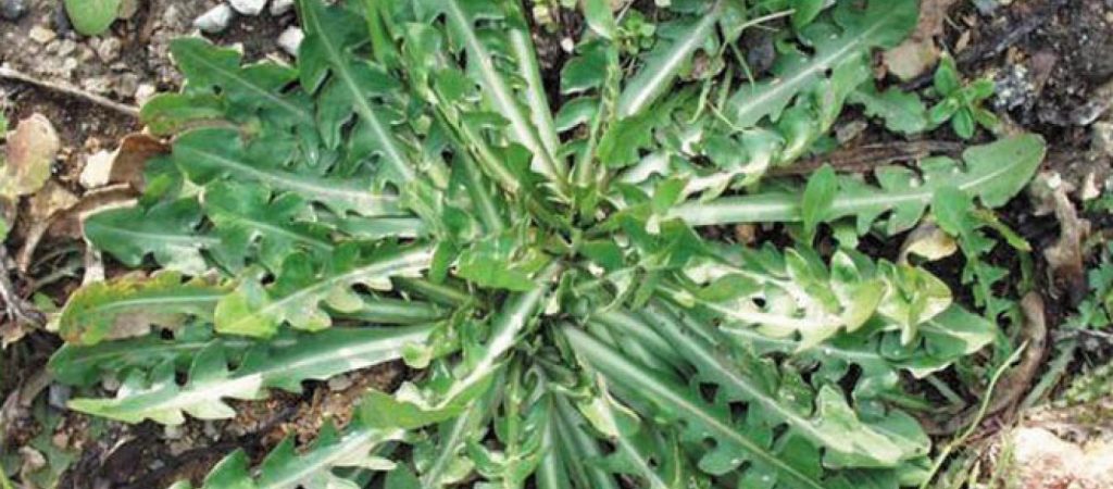 Κάνει θαύματα: Η ρίζα αυτού του φυτού είναι πιο αποτελεσματική και από την χημιοθεραπεία