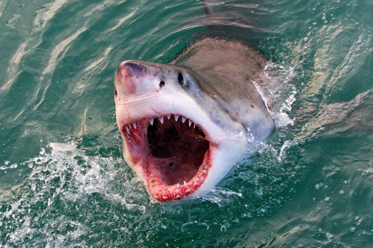 Καρχαρίας «κόβει» βόλτες σε παραλία της Κορίνθου! (βίντεο)