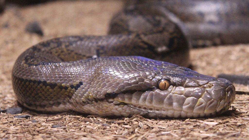 Αυστραλία: Δείτε τη στιγμή που πύθωνας καταβροχθίζει πόσουμ σε μερικά λεπτά (βίντεο)