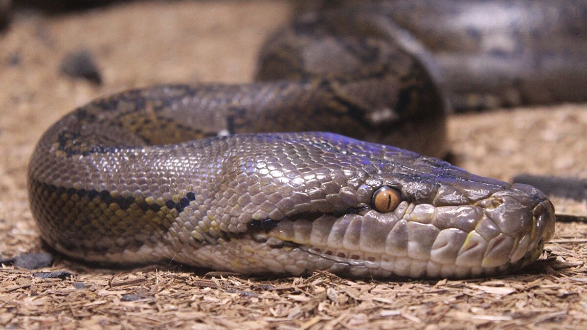 Αυστραλία: Δείτε τη στιγμή που πύθωνας καταβροχθίζει πόσουμ σε μερικά λεπτά (βίντεο)