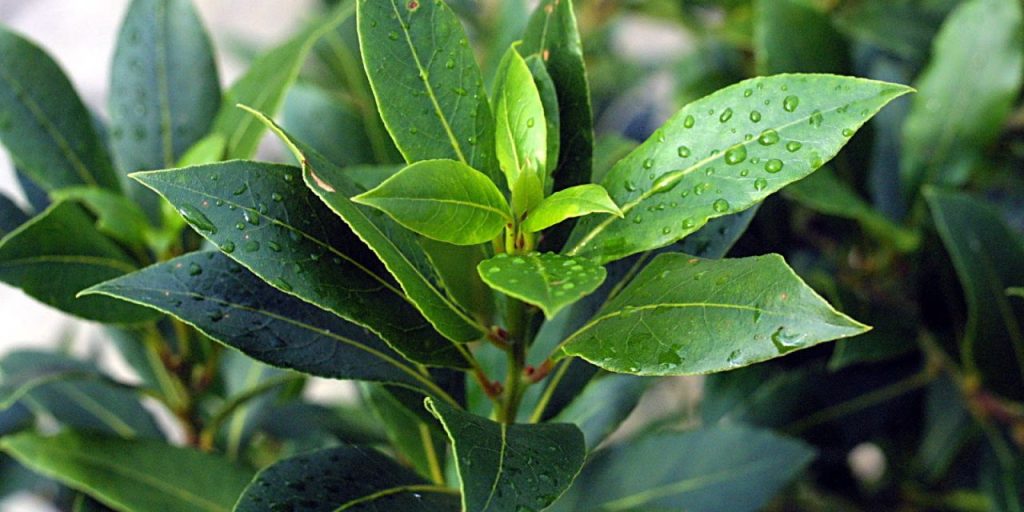 Εντυπωσιακό: Παράξενο σπάνιο φυτό μοιάζει με… σαρκώδη χείλη (φωτο)