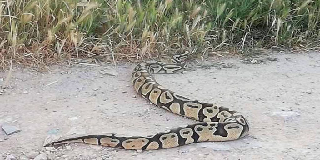 Συναγερμός στην Κάντζα: Κινητοποίηση για πύθωνα