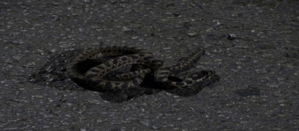 Λάρισα: Βρέθηκε φίδι καταμεσής κεντρικού δρόμου – Δείτε τις φωτογραφίες