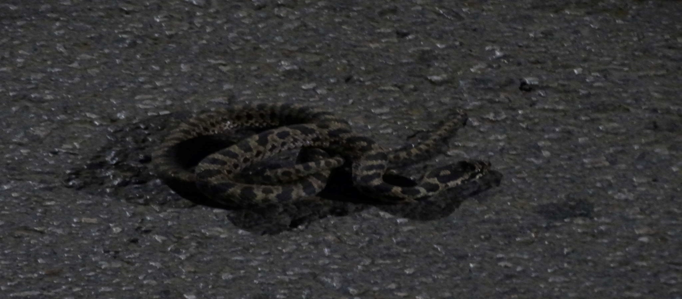 Λάρισα: Βρέθηκε φίδι καταμεσής κεντρικού δρόμου – Δείτε τις φωτογραφίες