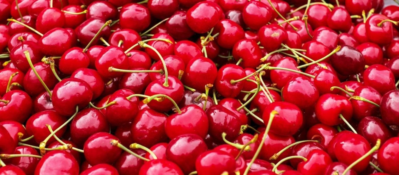 Λάρισα: Πανδημία και παγετός «γονατίζουν» τους παραγωγούς κερασιών – Η καταστροφή της παραγωγής έφτασε μέχρι και 100%