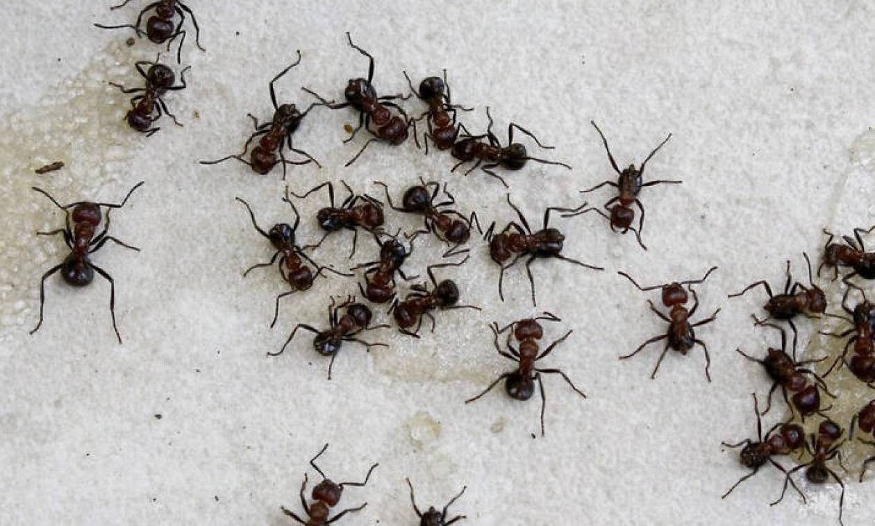 Εξαφανίστε τα μυρμήγκια από το σπίτι με αυτούς τους έξι φυσικούς τρόπους