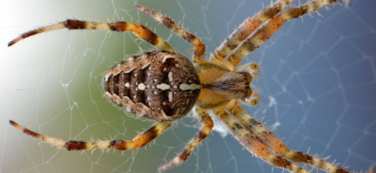 Οι ειδικοί λένε να μην σκοτώνουμε τις αράχνες του σπιτιού – Θα τους ακούσετε;