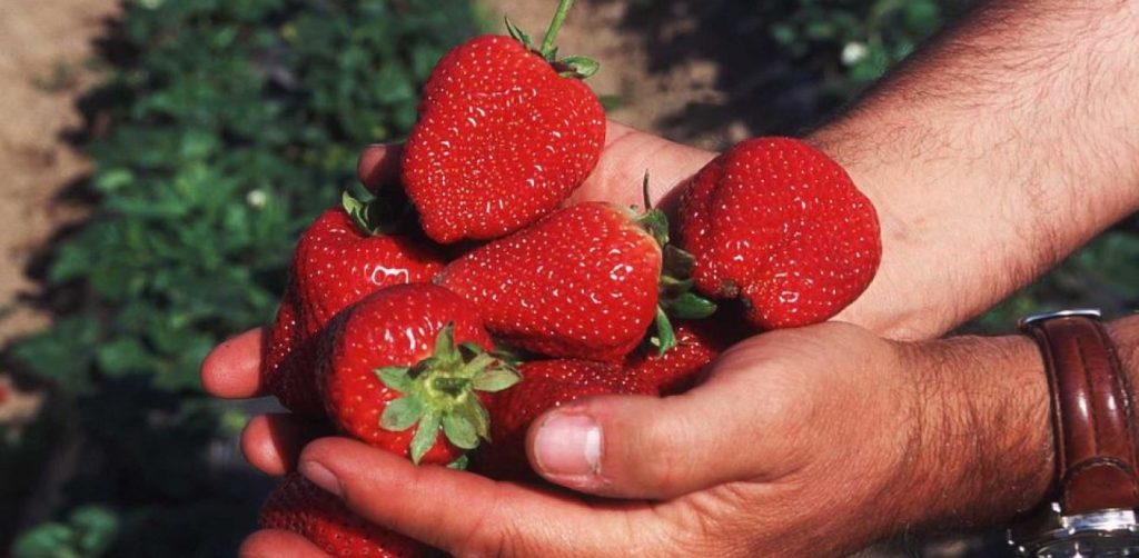 Με αυτό το κόλπο θα διατηρήσετε για περισσότερο καιρό φρέσκες τις φράουλες
