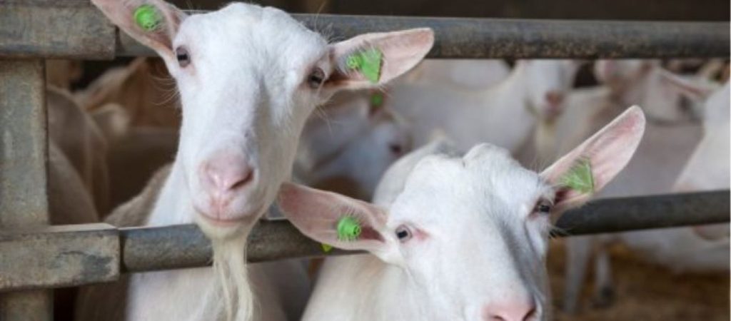 Κορωνοϊός: Αποζημιώσεις σε αιγοπροβατοτρόφους και χοιροτρόφους