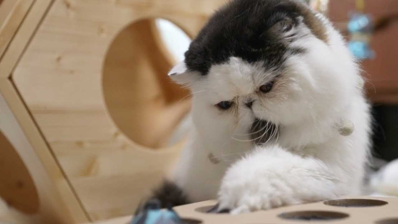 Και όμως… δεν είναι περούκα: Το ιδιαίτερο τρίχωμα ενός γάτου (βίντεο)