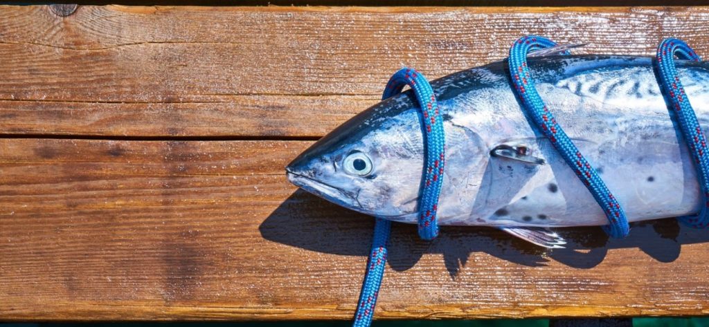 Βουλή: Ερώτηση ΣΥΡΙΖΑ για τις απολύσεις εργαζομένων στην Ιχθυόσκαλα Κερατσινίου