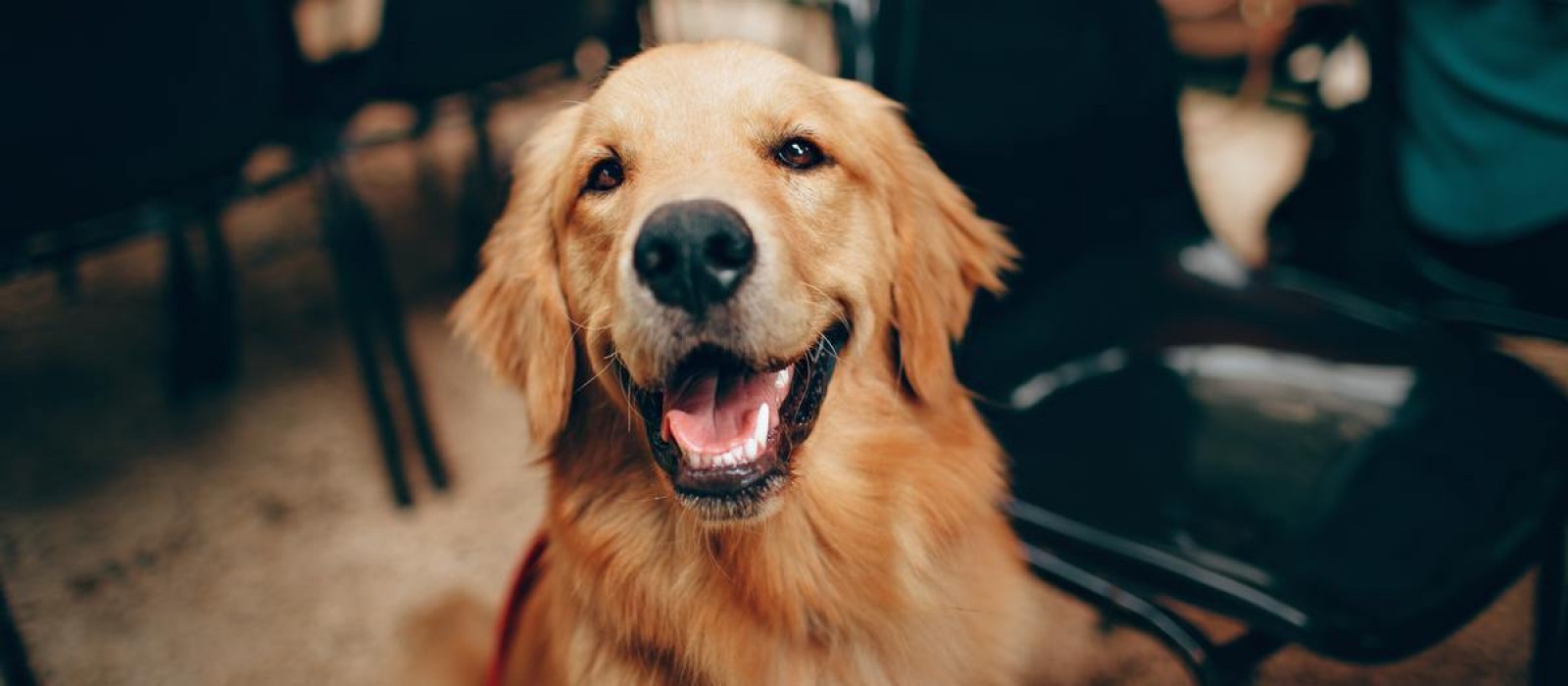 Βρετανοί ερευνητές εξετάζουν αν οι σκύλοι έχουν την ικανότητα να ανιχνεύουν τον κορωνοϊό