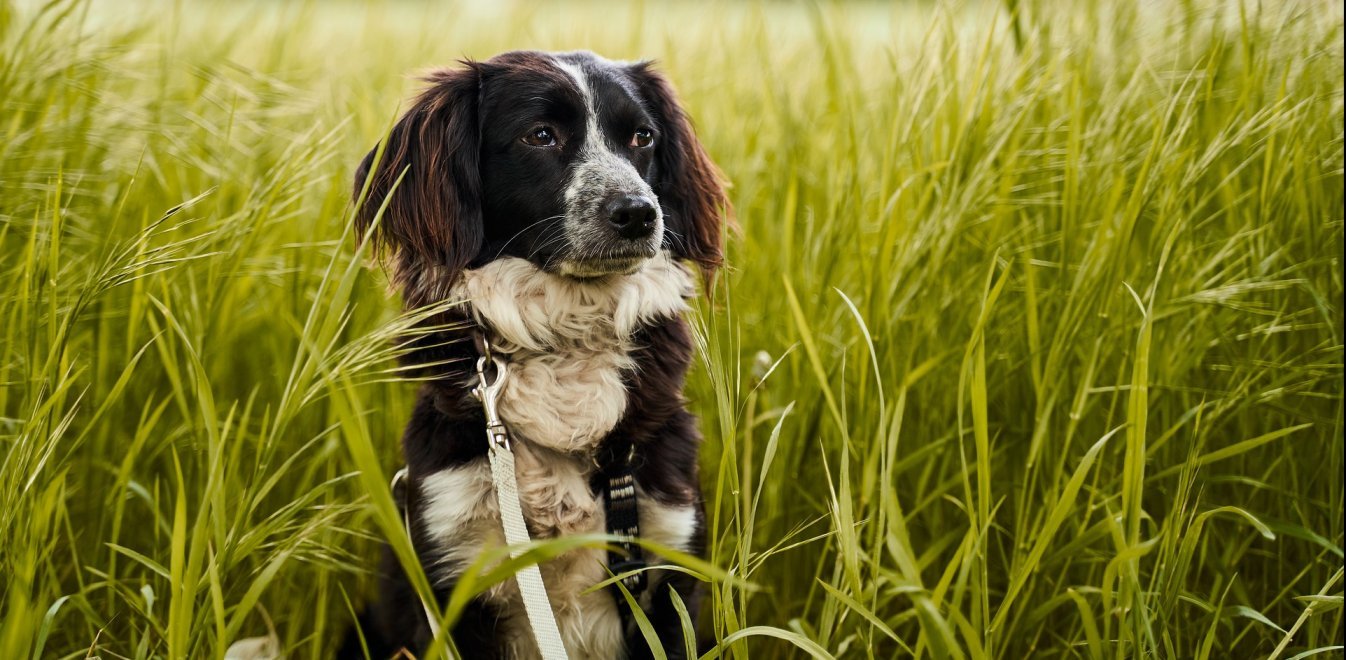 Μπορούν οι σκύλοι να… μυρίσουν τον νέο κορωνοϊό; – Τι εξετάζουν οι ερευνητές