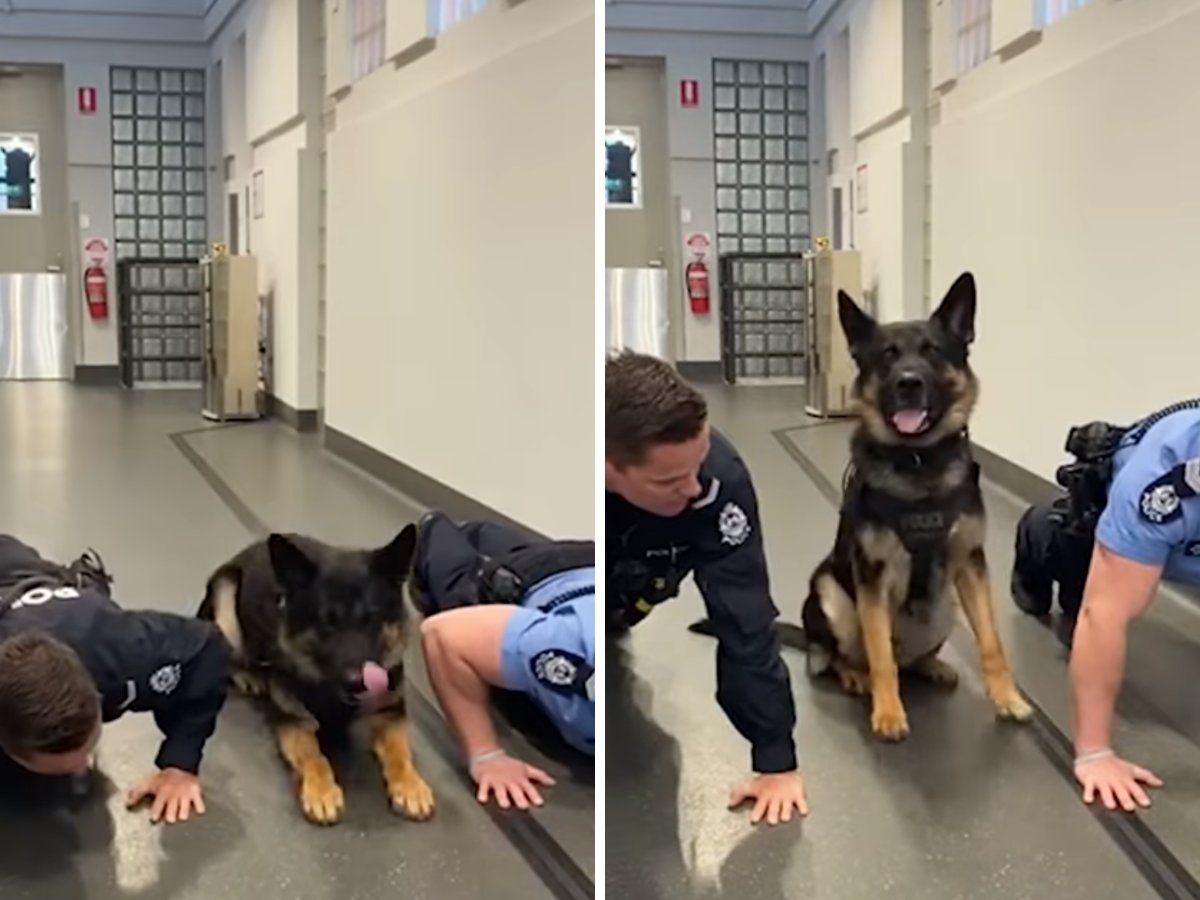 Σκύλος φτιάχνει… κορμάρα – Κάνει πουσάπς μαζί με αστυνομικούς (βίντεο)