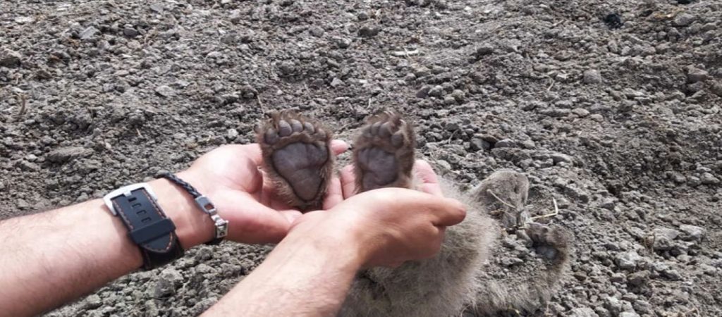 Καστοριά: Μαμά αρκούδα έθαψε τα μικρά της που σκοτώθηκαν από διερχόμενο αμάξι (φώτο)