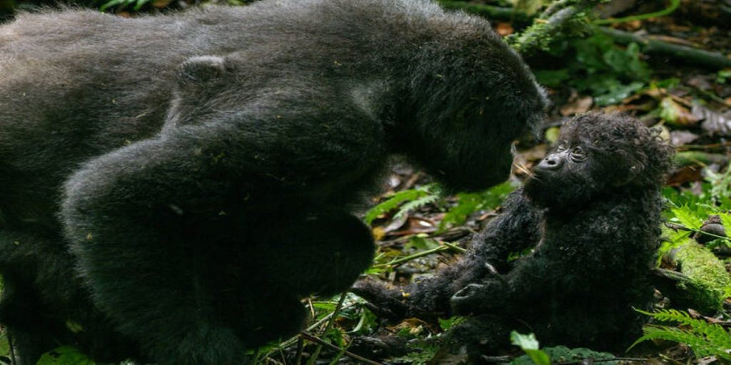 Ρομποτικός γορίλας «κατασκόπευσε» άγρια αγέλη και αποκάλυψε τα «μυστικά» της ζούγκλας (βίντεο)