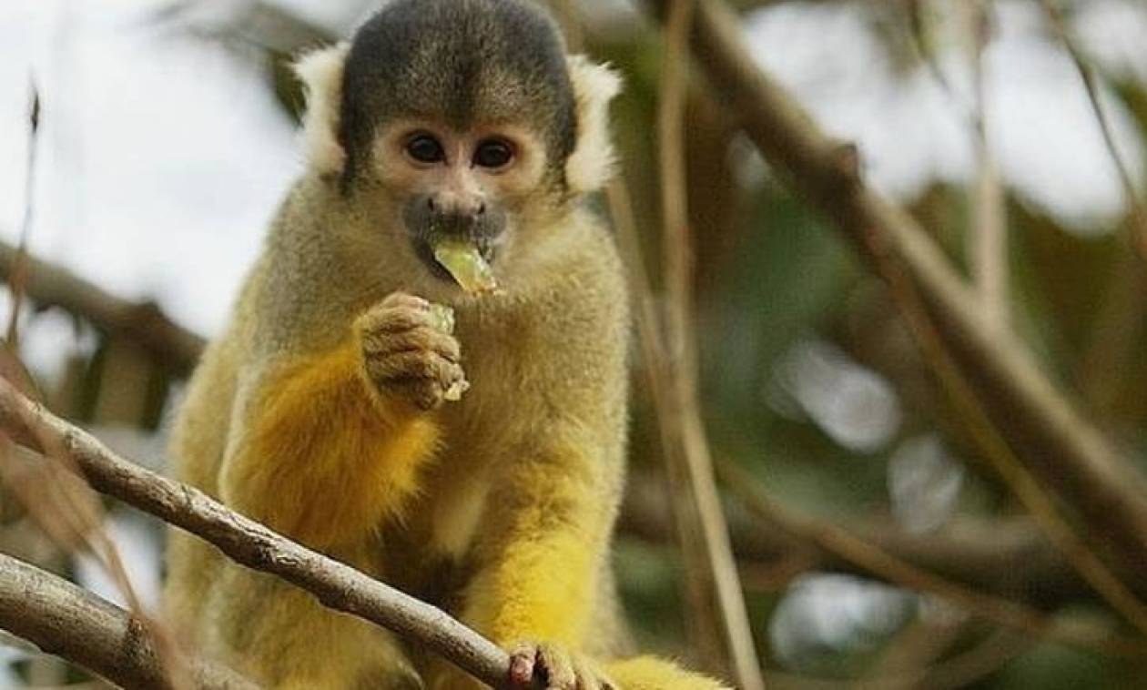 Μαϊμουδάκι κρεμιόταν από καλώδια – Η μαμά μαϊμού το έσωσε την τελευταία στιγμή (βίντεο)