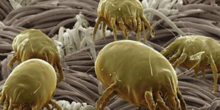 Με αυτόν τον τρόπο θα εξαλείψετε τα παράσιτα από τον οργανισμό σας