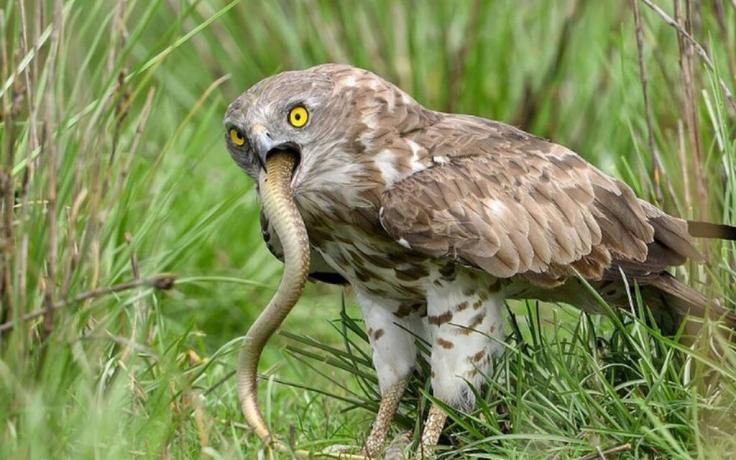 Μια χαψιά: Βασιλική κόμπρα γίνεται το γεύμα ενός… αετού! (φώτο)