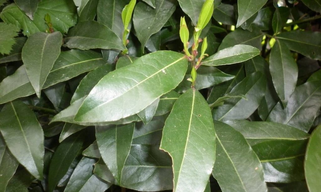 Αυτός είναι ο λόγος που πρέπει να καίτε ένα φύλλο δάφνης στο σπίτι σας!