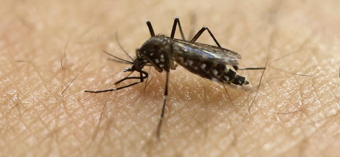 Σας «λατρεύουν» τα κουνούπια; Δείτε γιατί μπορεί να συμβαίνει αυτό…