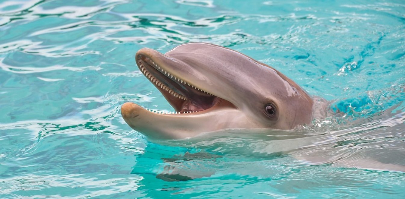 Μοναδικό θέαμα στην Καλιφόρνια – Εθεάθησαν να κολυμπούν πάνω από 1.000 δελφίνια (βίντεο)