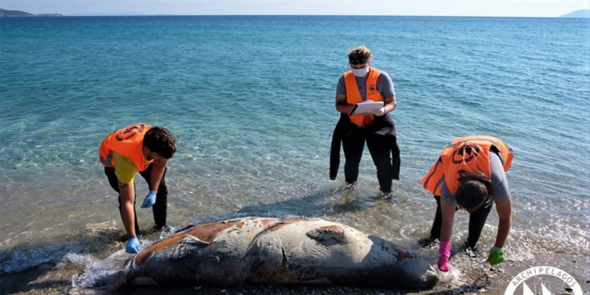 Θλίψη: Ξεβράστηκαν επτά νεκρές Μεσογειακές φώκιες (φώτο)