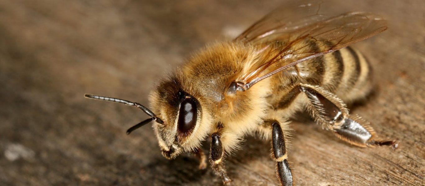 Παγκόσμια Ημέρα Μέλισσας: Η σημασία της στον κύκλο ζωής (φώτο)