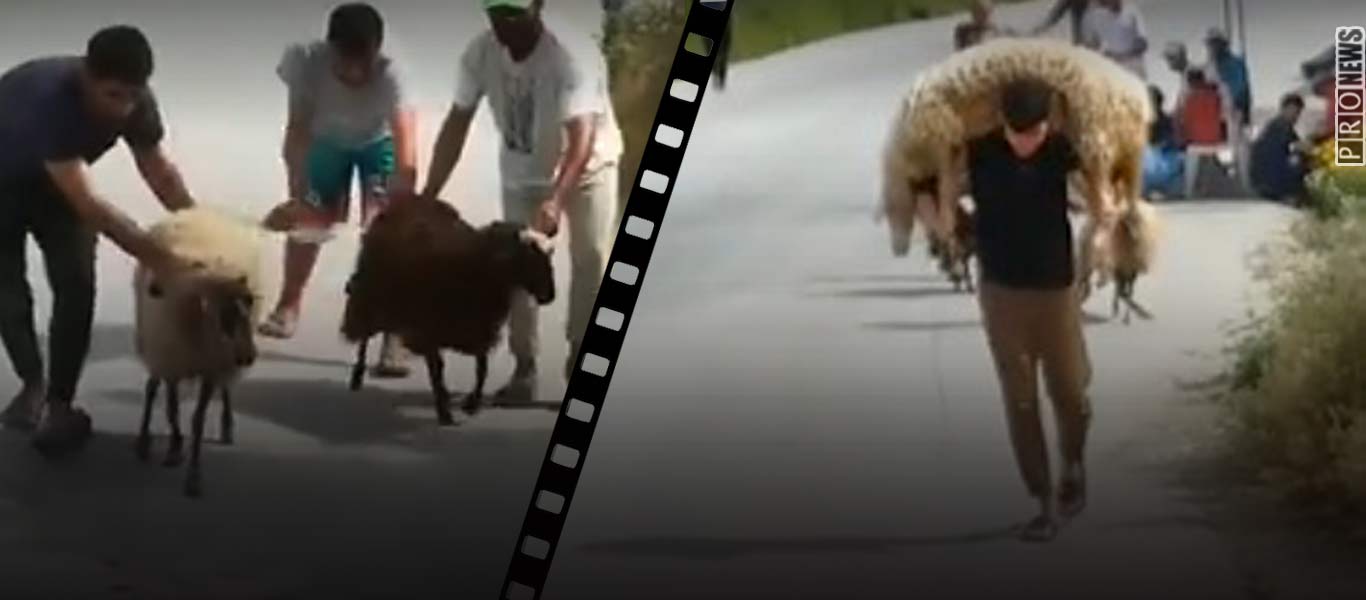 Βίντεο: Παράνομοι μετανάστες κλέβουν τα πρόβατα των κατοίκων στην Μόρια – Τα σφάζουν και τα πουλάνε!