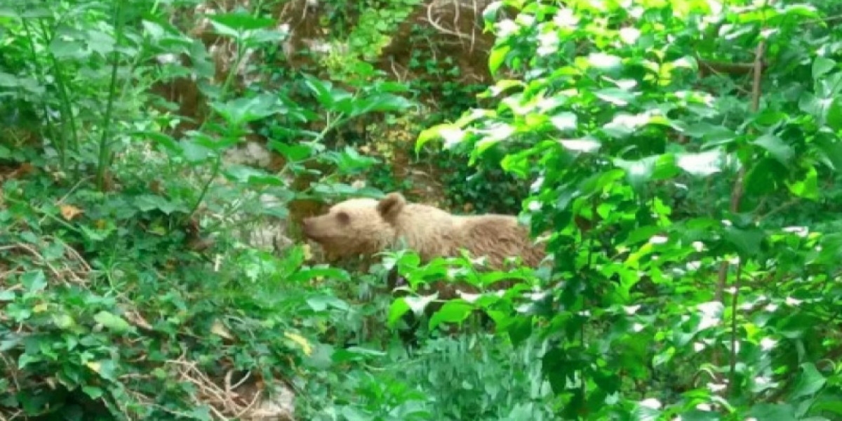 Βόρεια Πίνδος: Αρκούδα έγινε «κάτοικος» της περιοχής – Πάει σε κήπο για να φάει (φώτο)