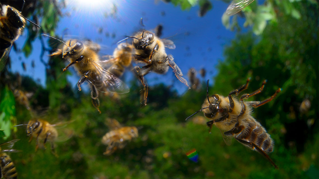Συναγερμός στις ΗΠΑ: Μέλισσες-δολοφόνοι έκαναν επιθέσεις σε σκυλιά – Πέθαναν 3
