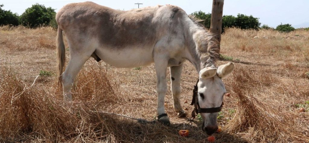 Βίντεο: Γαϊδουράκι βλέπει μετά από μήνες τον ιδιοκτήτη του και η αντίδρασή του συγκινεί