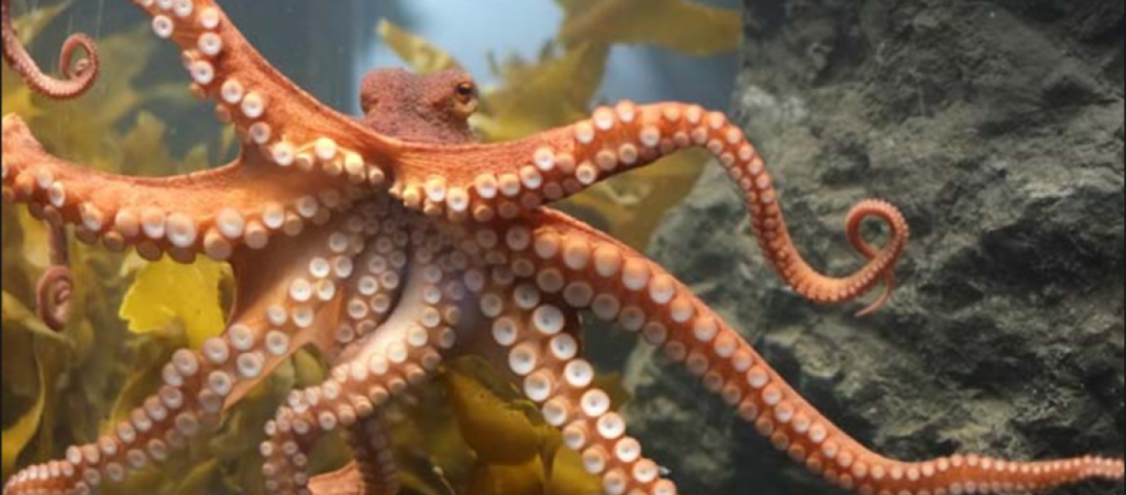 Εντυπωσιακό: Τεράστιο χταπόδι «καταπίνει» δύτη – Η συνέχεια… απρόβλεπτη (βίντεο)