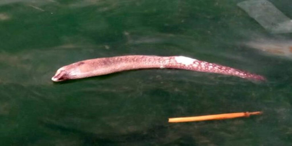 Χανιά: Σμέρνα βγήκε για «βόλτα» στο λιμάνι – Δείτε τις φωτογραφίες