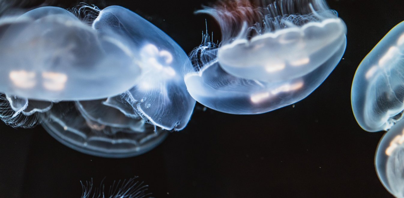 Κρήτη: Συναγερμός για νέο είδος τσούχτρας – Ανησυχία κατοίκων