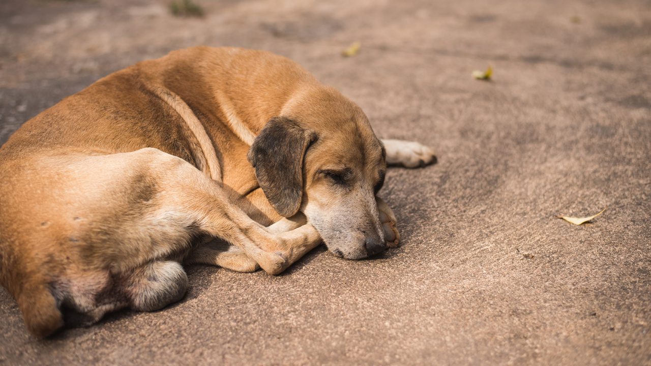 Φρίκη στη Χανιά: Βρήκαν 17 κακοποιημένα σκυλιά δεμένα σε βαρέλια