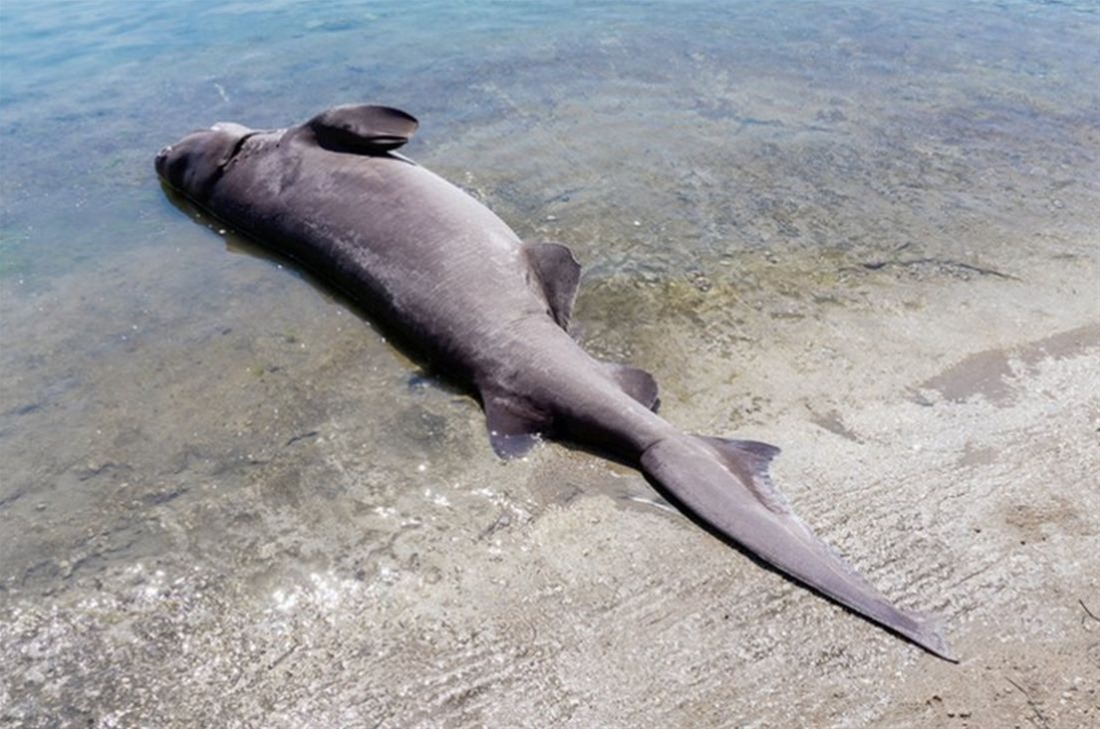 Καρχαρίας 2 μέτρων ξεβράστηκε σε παραλία της Κορίνθου! (φώτο – βίντεο)