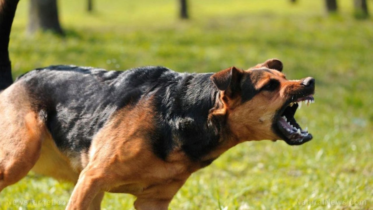 Κρήτη: Γυναίκα έπεσε θύμα επίθεσης από το σκύλο του γείτονα – Της «ξέσκισε» το πόδι