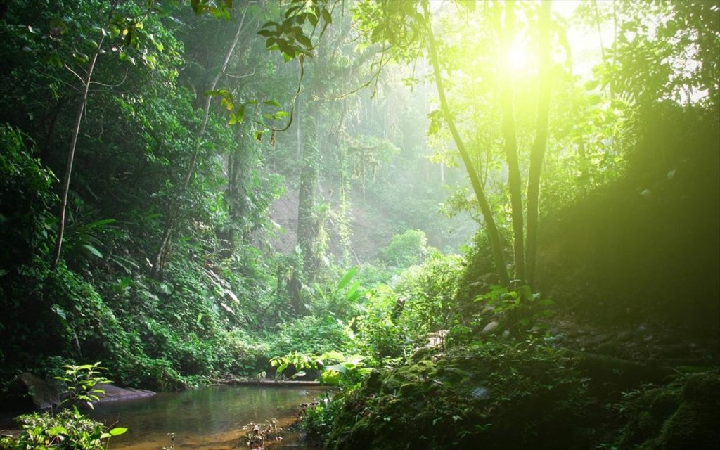 Ανησυχητική έρευνα: Τα τροπικά δάση μπορεί να απελευθερώνουν άνθρακα με την υπερθέρμανση του πλανήτη