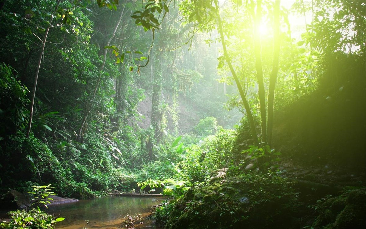 Ανησυχητική έρευνα: Τα τροπικά δάση μπορεί να απελευθερώνουν άνθρακα με την υπερθέρμανση του πλανήτη
