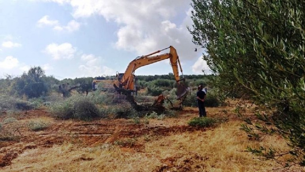 Σε εξέλιξη το σχέδιο Ράμα: Ξηλώνει υπεραιωνόβιους ελαιώνες στη Χειμάρρα που ανήκουν σε Έλληνες της περιοχής