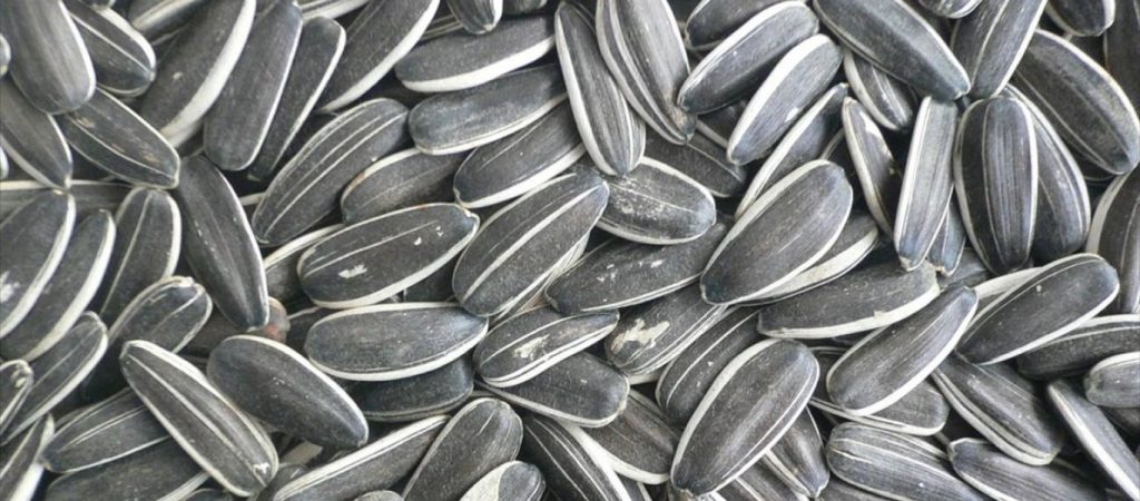 Εσύ το ήξερες; – Να γιατί πρέπει να καταναλώνουμε καθημερινά ηλιόσπορους