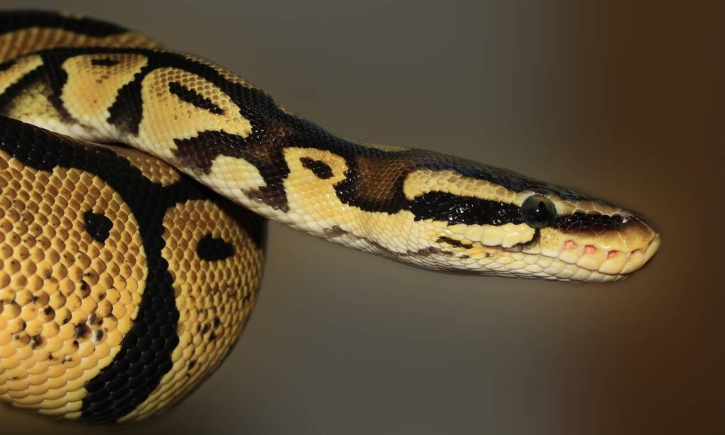 Ινδία: Διασώστης πιάνει από την ουρά με γυμνά χέρια δηλητηριώδες φίδι (βίντεο)