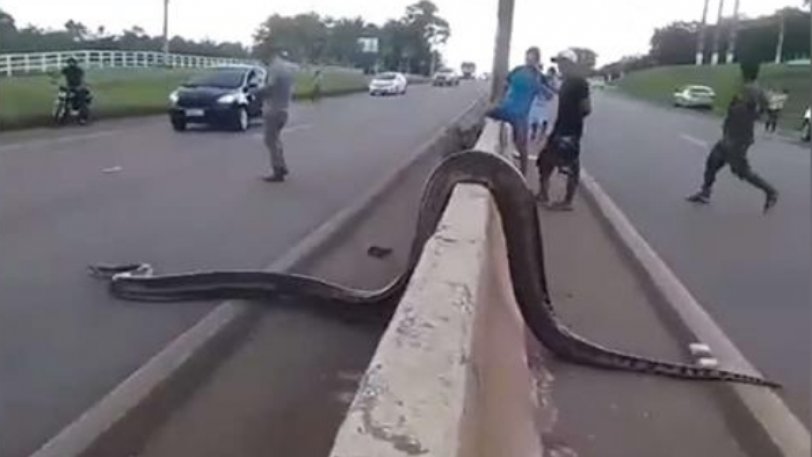 Τεράστιο φίδι ανακόντα κάνει… βόλτες σε λεωφόρο στη Βραζιλία (βίντεο)