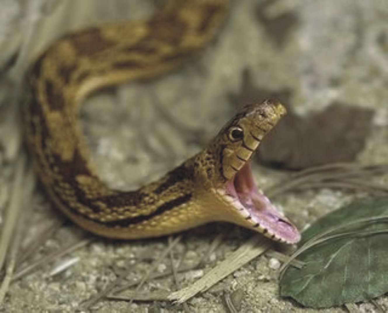 Συναγερμός στη Θεσπρωτία – Ξεβράστηκε φίδι σε παραλία (φώτο)