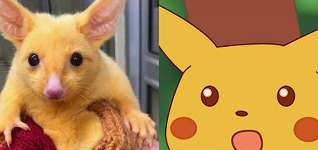 Αυστραλία: Το ζώο που είναι ίδιο ο… Πίκατσου (φώτο)