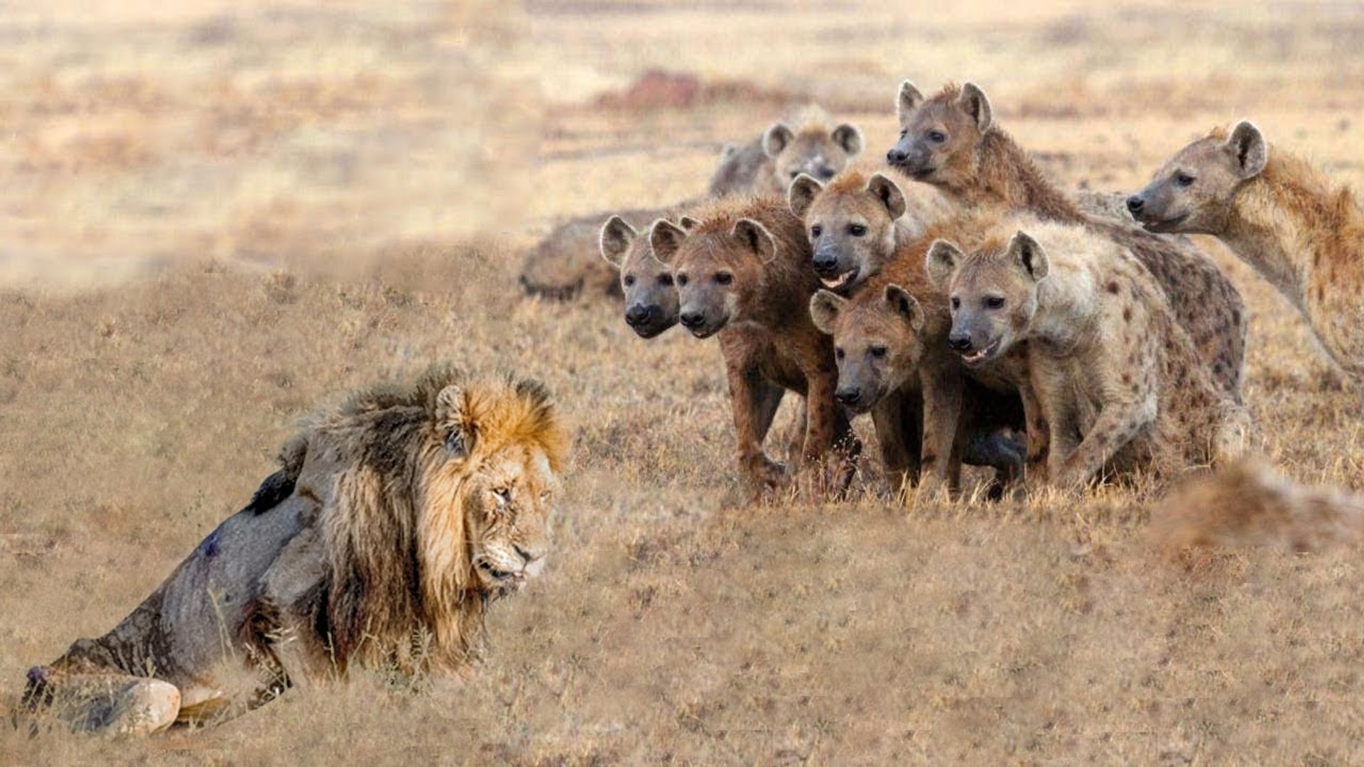 Ύαινες κατασπαράζουν… λιοντάρι – Το έχουν ρίξει κάτω και το τρώνε (βίντεο)